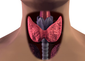 Thyroid Picture