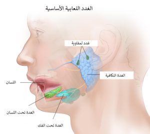 مواقع الغدد الليمفاوية في الرقبة بالصور